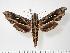  ( - BC-Hax1944)  @14 [ ] Copyright (2010) Unspecified Research Collection of Jean Haxaire
