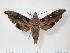  (Madoryx bubastus - BC-Hax1946)  @14 [ ] Copyright (2010) Unspecified Research Collection of Jean Haxaire