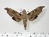  ( - BC-Hax1947)  @13 [ ] Copyright (2010) Unspecified Research Collection of Jean Haxaire