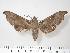  ( - BC-Hax1950)  @13 [ ] Copyright (2010) Unspecified Research Collection of Jean Haxaire