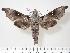  ( - BC-Hax1953)  @13 [ ] Copyright (2010) Unspecified Research Collection of Jean Haxaire