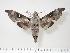  ( - BC-Hax1954)  @13 [ ] Copyright (2010) Unspecified Research Collection of Jean Haxaire