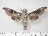  ( - BC-Hax1955)  @13 [ ] Copyright (2010) Unspecified Research Collection of Jean Haxaire
