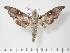  ( - BC-Hax1958)  @13 [ ] Copyright (2010) Unspecified Research Collection of Jean Haxaire