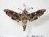  (Madoryx pseudothyreus - BC-Hax1959)  @15 [ ] Copyright (2010) Unspecified Research Collection of Jean Haxaire
