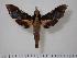  (Callionima nomius - BC-Hax1995)  @15 [ ] Copyright (2010) Unspecified Research Collection of Jean Haxaire