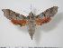  ( - BC-Hax2002)  @14 [ ] Copyright (2010) Unspecified Research Collection of Jean Haxaire