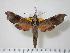  ( - BC-Hax2026)  @14 [ ] Copyright (2010) Unspecified Research Collection of Jean Haxaire