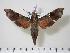  ( - BC-Hax2028)  @14 [ ] Copyright (2010) Unspecified Research Collection of Jean Haxaire