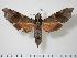  ( - BC-Hax2029)  @14 [ ] Copyright (2010) Unspecified Research Collection of Jean Haxaire