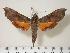  (Callionima calliomenae - BC-Hax2044)  @14 [ ] Copyright (2010) Unspecified Research Collection of Jean Haxaire