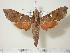  ( - BC-Hax2049)  @14 [ ] Copyright (2010) Unspecified Research Collection of Jean Haxaire
