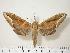  ( - BC-Hax2060)  @15 [ ] Copyright (2010) Unspecified Research Collection of Jean Haxaire