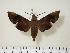  (Eurypteryx obtruncata - BC-Hax2062)  @14 [ ] Copyright (2010) Unspecified Research Collection of Jean Haxaire