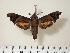  ( - BC-Hax2164)  @14 [ ] Copyright (2010) Unspecified Research Collection of Jean Haxaire