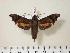  ( - BC-Hax2165)  @13 [ ] Copyright (2010) Unspecified Research Collection of Jean Haxaire