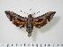  (Nyceryx fernandezi - BC-Hax2170)  @14 [ ] Copyright (2010) Unspecified Research Collection of Jean Haxaire