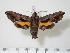  ( - BC-Hax2179)  @14 [ ] Copyright (2010) Unspecified Research Collection of Jean Haxaire