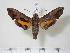  ( - BC-Hax2180)  @14 [ ] Copyright (2010) Unspecified Research Collection of Jean Haxaire