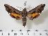  ( - BC-Hax2181)  @14 [ ] Copyright (2010) Unspecified Research Collection of Jean Haxaire
