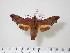 (Nyceryx janzeni - BC-Hax2182)  @15 [ ] Copyright (2010) Unspecified Research Collection of Jean Haxaire