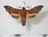  ( - BC-Hax2185)  @14 [ ] Copyright (2010) Unspecified Research Collection of Jean Haxaire