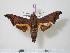  ( - BC-Hax2187)  @14 [ ] Copyright (2010) Unspecified Research Collection of Jean Haxaire