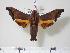  ( - BC-Hax2188)  @14 [ ] Copyright (2010) Unspecified Research Collection of Jean Haxaire