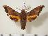  ( - BC-Hax2189)  @14 [ ] Copyright (2010) Unspecified Research Collection of Jean Haxaire