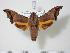  ( - BC-Hax2190)  @14 [ ] Copyright (2010) Unspecified Research Collection of Jean Haxaire