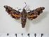  ( - BC-Hax2198)  @14 [ ] Copyright (2010) Unspecified Research Collection of Jean Haxaire