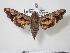  ( - BC-Hax2199)  @14 [ ] Copyright (2010) Unspecified Research Collection of Jean Haxaire