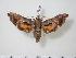  ( - BC-Hax2201)  @14 [ ] Copyright (2010) Unspecified Research Collection of Jean Haxaire