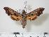  (Nyceryx furtadoi - BC-Hax2205)  @14 [ ] Copyright (2010) Unspecified Research Collection of Jean Haxaire
