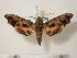  ( - BC-Hax2208)  @14 [ ] Copyright (2010) Unspecified Research Collection of Jean Haxaire