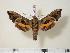  ( - BC-Hax2210)  @14 [ ] Copyright (2010) Unspecified Research Collection of Jean Haxaire