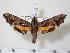  ( - BC-Hax2215)  @14 [ ] Copyright (2010) Unspecified Research Collection of Jean Haxaire