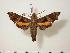  ( - BC-Hax2244)  @14 [ ] Copyright (2010) Unspecified Research Collection of Jean Haxaire