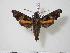  ( - BC-Hax2245)  @14 [ ] Copyright (2010) Unspecified Research Collection of Jean Haxaire
