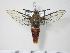  ( - BC-Hax2355)  @14 [ ] Copyright (2010) Unspecified Research Collection of Jean Haxaire