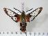  ( - BC-Hax2361)  @14 [ ] Copyright (2010) Unspecified Research Collection of Jean Haxaire