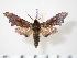  ( - BC-Hax2414)  @14 [ ] Copyright (2010) Unspecified Research Collection of Jean Haxaire