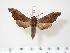  ( - BC-Hax2415)  @14 [ ] Copyright (2010) Unspecified Research Collection of Jean Haxaire