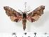  ( - BC-Hax2424)  @14 [ ] Copyright (2010) Unspecified Research Collection of Jean Haxaire