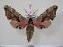 ( - BC-Hax2426)  @14 [ ] Copyright (2010) Unspecified Research Collection of Jean Haxaire