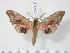 (Smerinthus tokyonis - BC-Hax2441)  @14 [ ] Copyright (2010) Unspecified Research Collection of Jean Haxaire