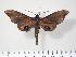 (Smerinthus szechuanus - BC-Hax2454)  @15 [ ] Copyright (2010) Unspecified Research Collection of Jean Haxaire