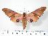  ( - BC-Hax2458)  @15 [ ] Copyright (2010) Unspecified Research Collection of Jean Haxaire