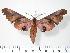  ( - BC-Hax2460)  @14 [ ] Copyright (2010) Unspecified Research Collection of Jean Haxaire