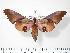  ( - BC-Hax2461)  @14 [ ] Copyright (2010) Unspecified Research Collection of Jean Haxaire